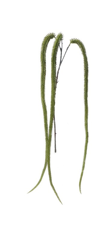 Ukrasna Puzavica  Cm140 103798