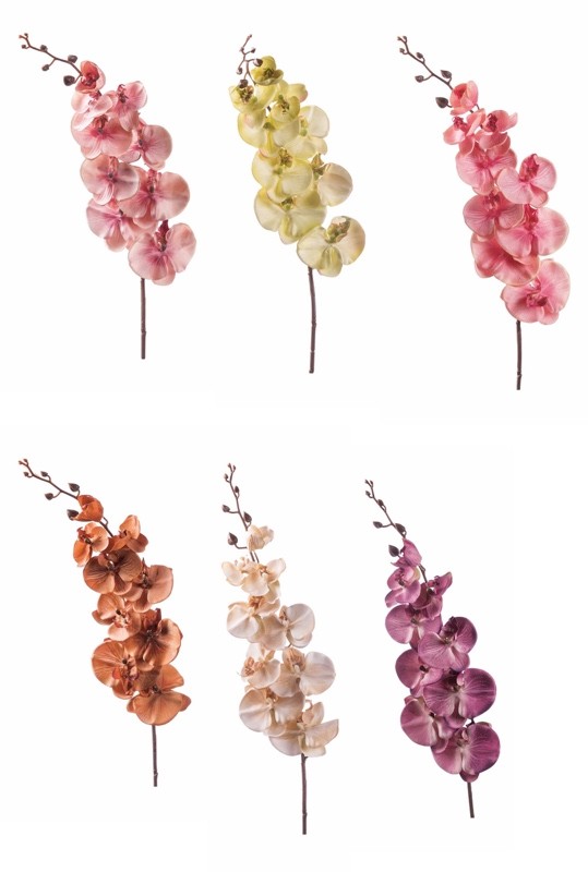 Orhideja Cvijet  Cm97