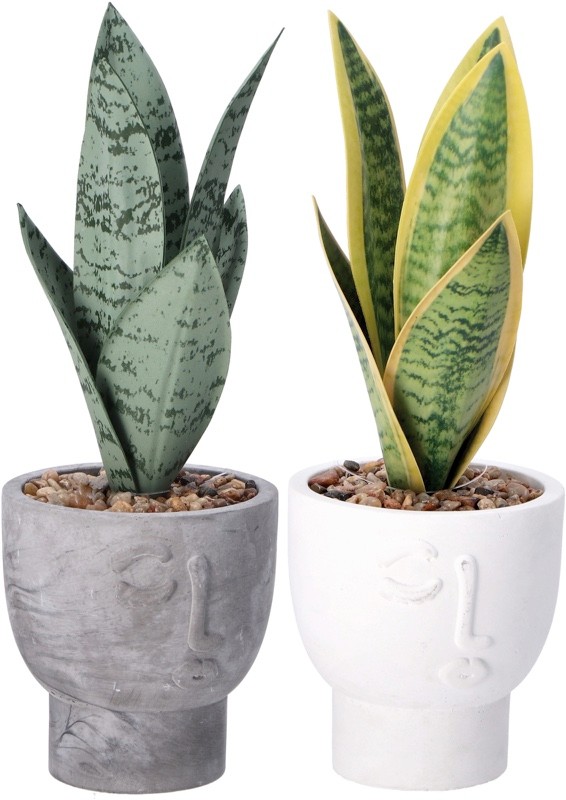 Ukrasna Biljka U Saksiji A2C D10Xh27 84427