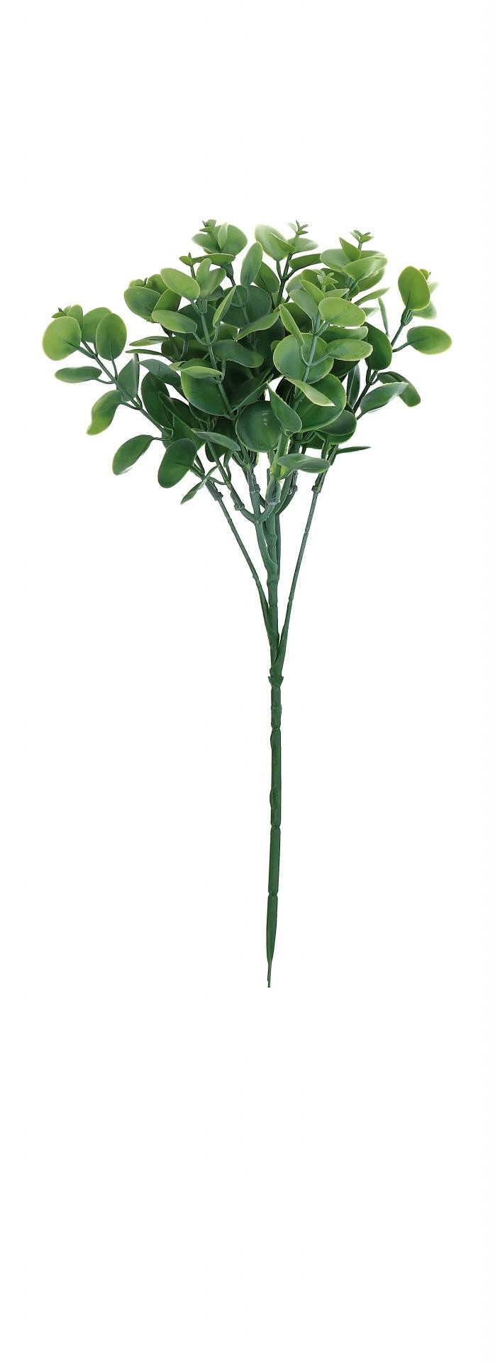 Cvijet Eukaliptus  Cm33 82488