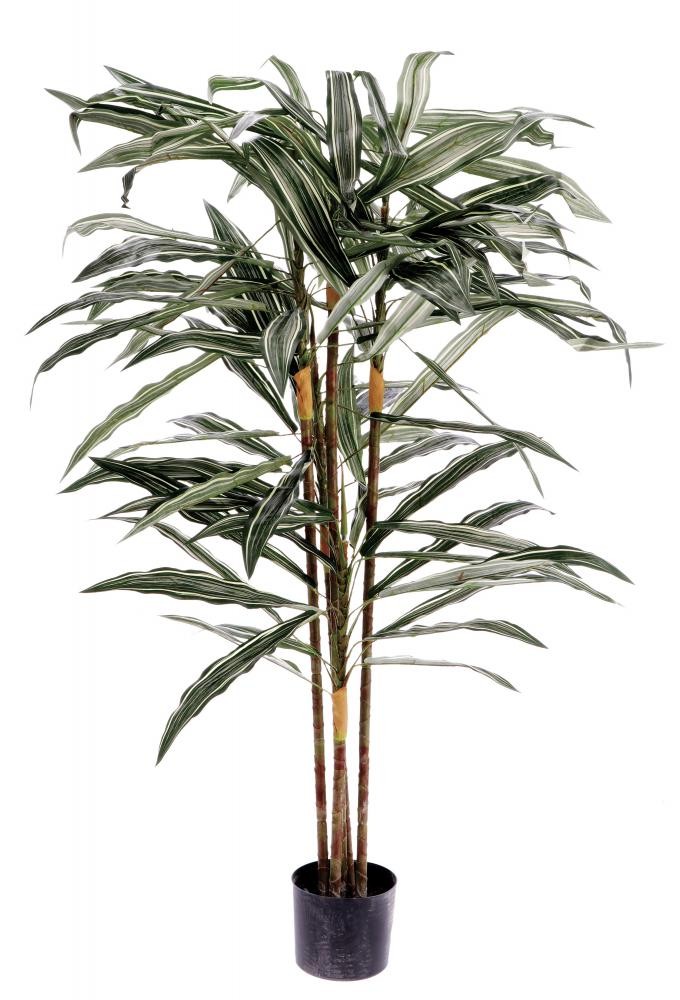 Dracena U Saksiji  H171 75725