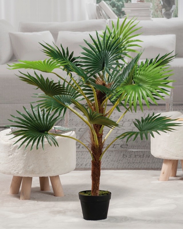 Palma U Saksiji H98 57653