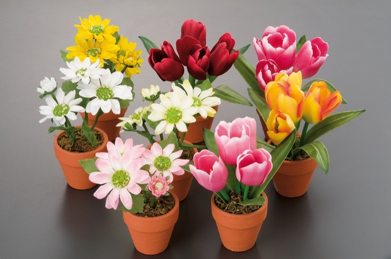 Cvijece Lala/Margarita U Saksiji  A4C D95Xh17 92963