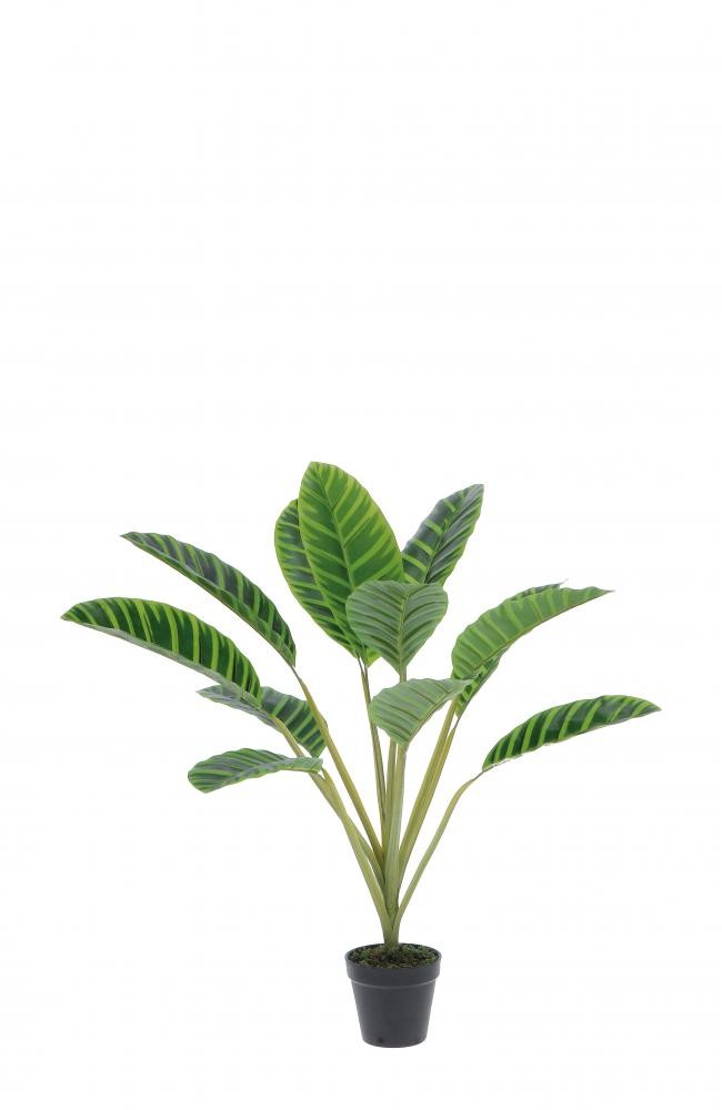 Kalatea U Saksiji Diam13Xh75 79607